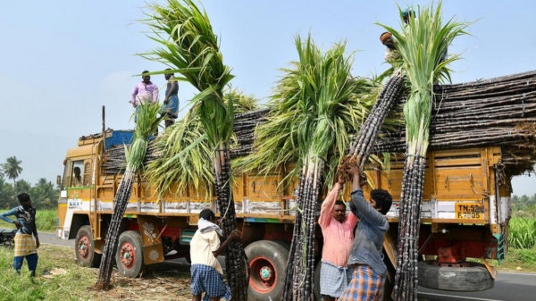 pongal gift farmers pongal