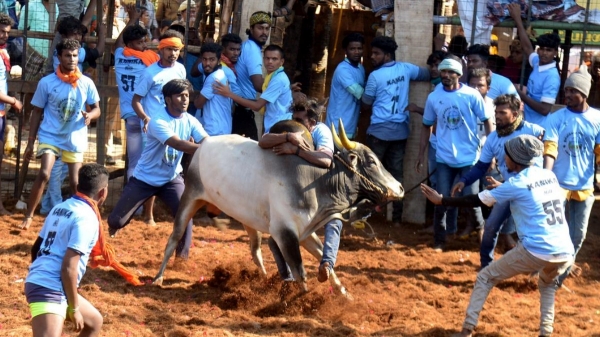 dindigul jallikattu tamilnadu government