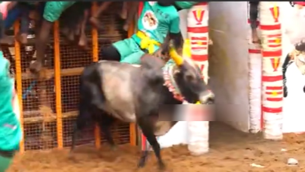 pongal 2025 jallikattu avaniyapuram pongal 2025 jallikattu avaniyapuram