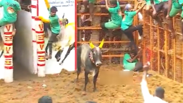 pongal 2025 jallikattu avaniyapuram pongal 2025 jallikattu avaniyapuram