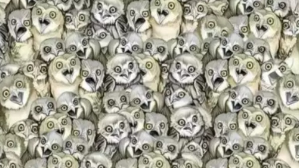 optical illusion offbeat trend