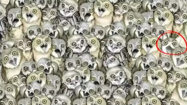 optical illusion offbeat trend