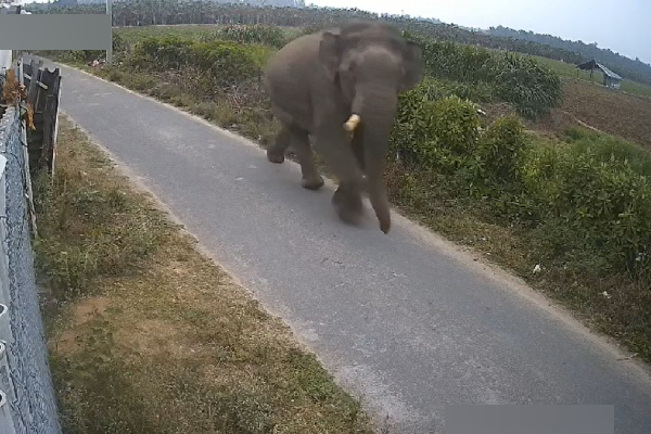 covai elephant video covai elephant video