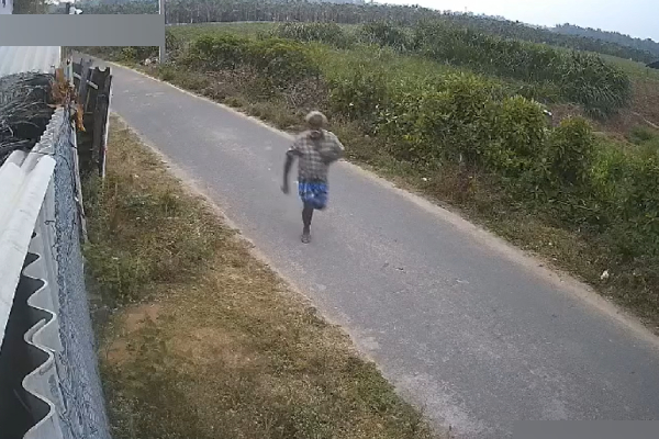 covai elephant video covai elephant video