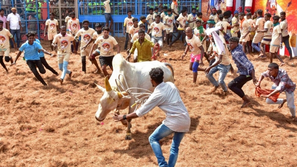 jallikattu thachankurichi tamil nadu jallikattu thachankurichi tamil nadu