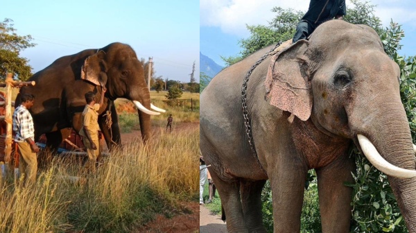 coimbatore elephant coimbatore elephant