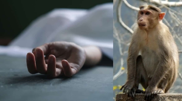 bihar monkey student bihar monkey student