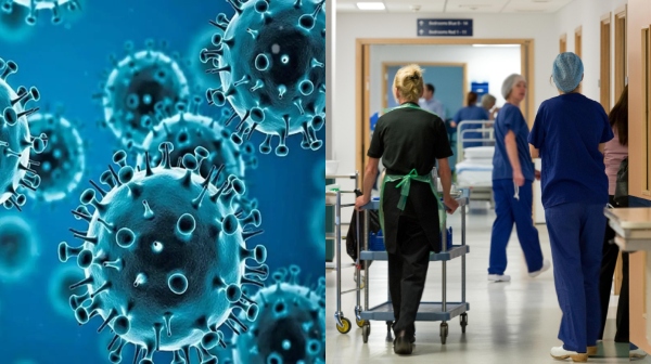 hmpv virus america hmpv hmpv virus america hmpv