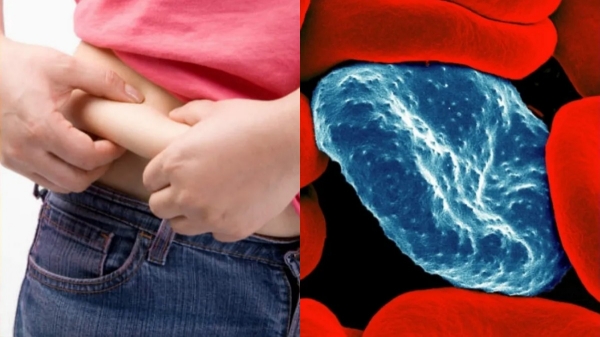 weight loss diet tips