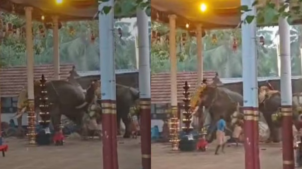 Kerala elephant temple