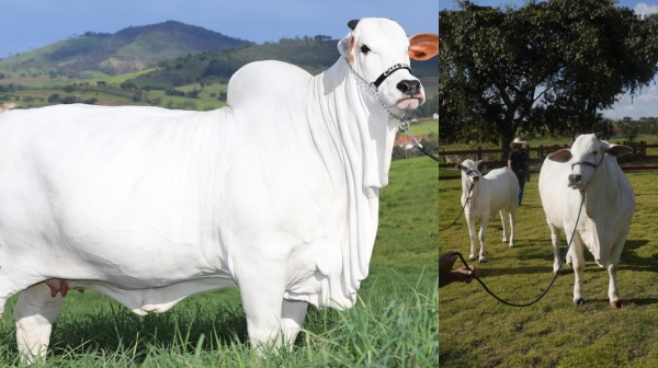 offbeat brazil nellore