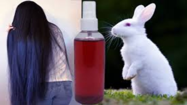 Erode Rabbit blood Hair Oil Erode Rabbit blood Hair Oil