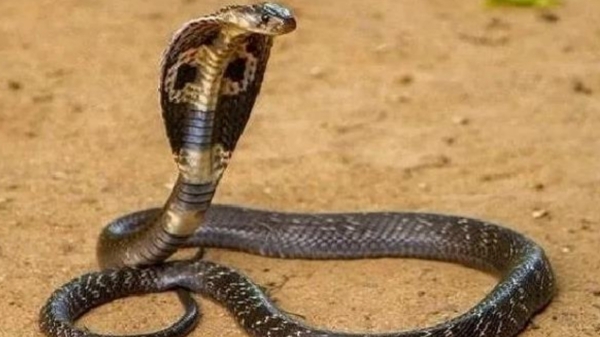 health snake tamil nadu