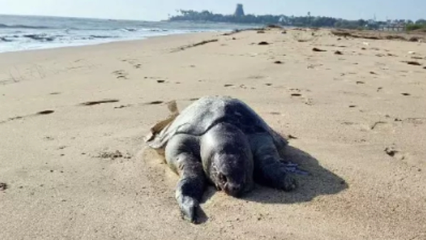 Tiruchendur Murugan Temple Beach Tiruchendur Murugan Temple Beach
