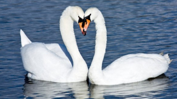 spirtuality annam milk