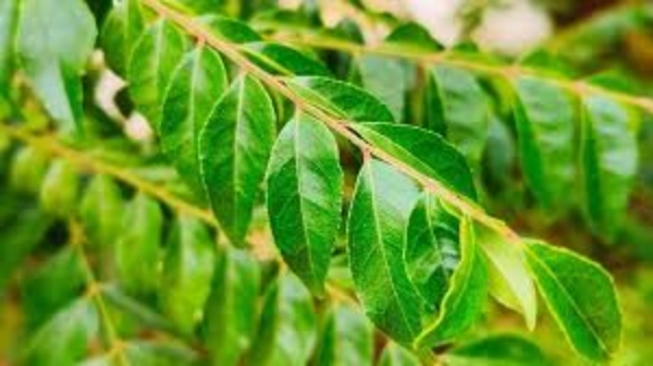 Curry Leaves Water curry leaf Sugar patients Curry Leaves Water curry leaf Sugar patients