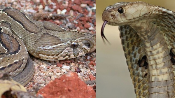 spirtuality snake spirtuality snake