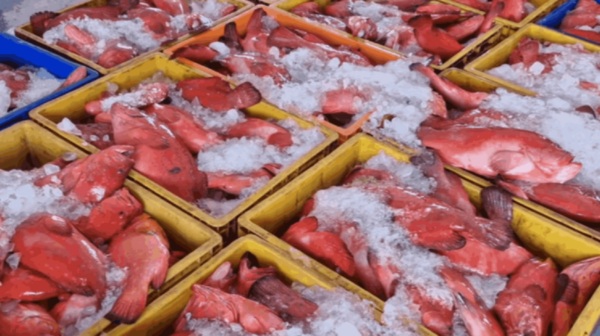 Puducherry Sempara Fish Red Snapper