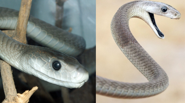 snakes international