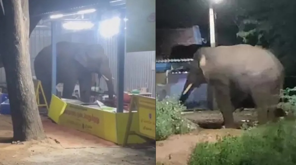 Coimbatore Elephant