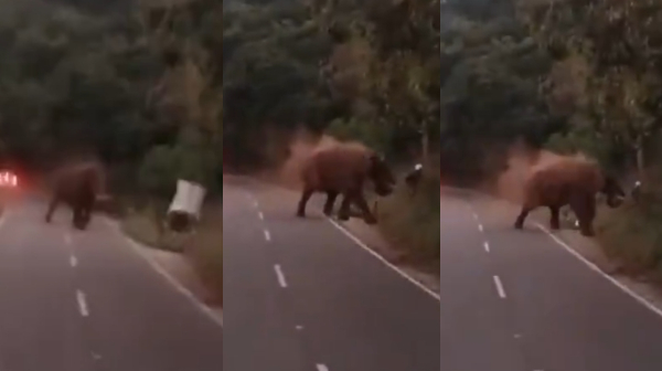 German Tourist Killed in Elephant Attack at Anamalai Tiger Reserve in Tamil Nadu