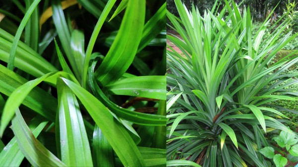 health rambai leaves