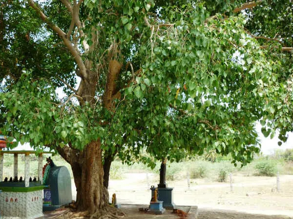 arasa maram