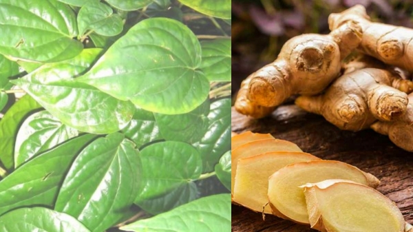 health asthma ginger