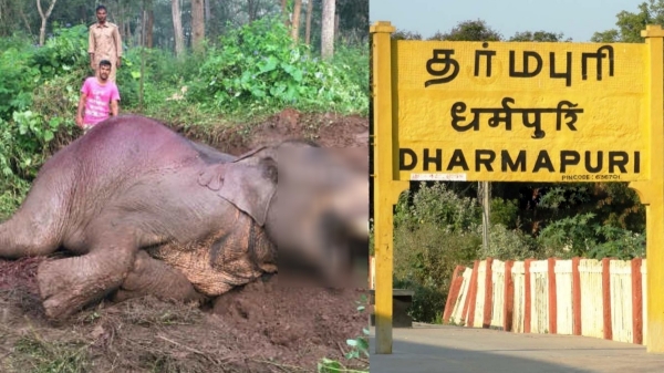 Elephant Dharmapuri Tamil Nadu