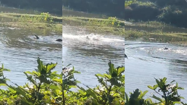 crocodile kattumannarkoil