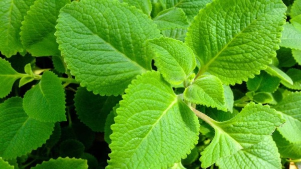 health karpooravalli health karpooravalli