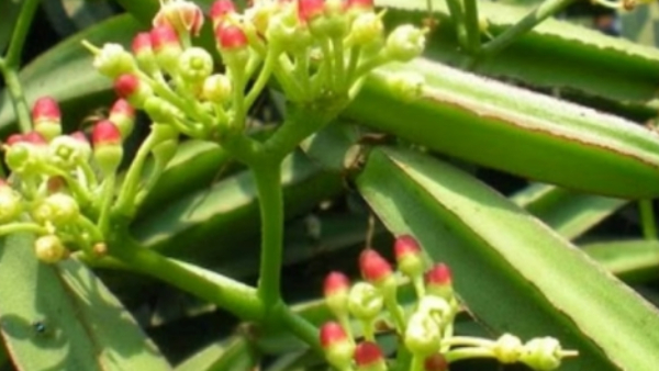 Pirandai Bones Mussels Liver Pirandai Bones Mussels Liver