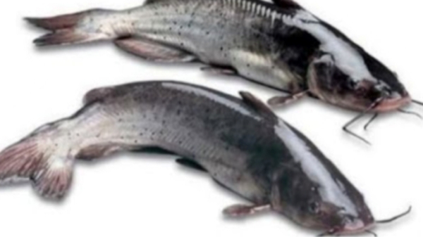 Keluthi Meen Keluthi Fish Cat Fish Keluthi Meen Keluthi Fish Cat Fish