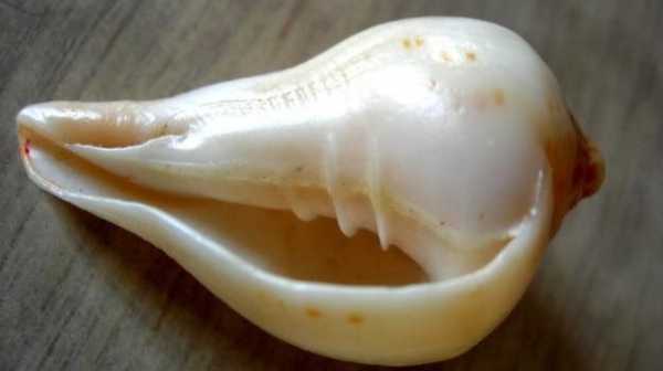 spirtuality valampuri sangu spirtuality valampuri sangu