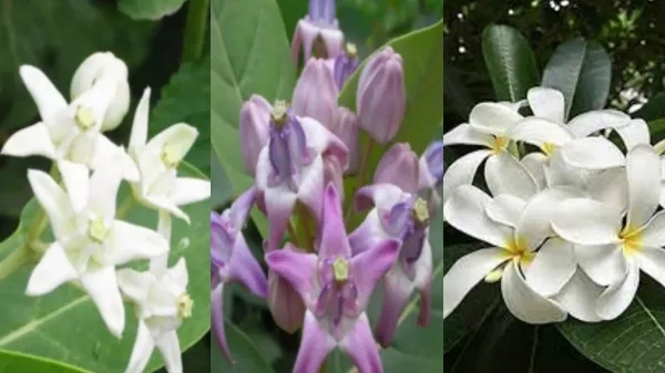 Spirituality Erukkam Poo Garland erukampoo Maalai Spirituality Erukkam Poo Garland erukampoo Maalai
