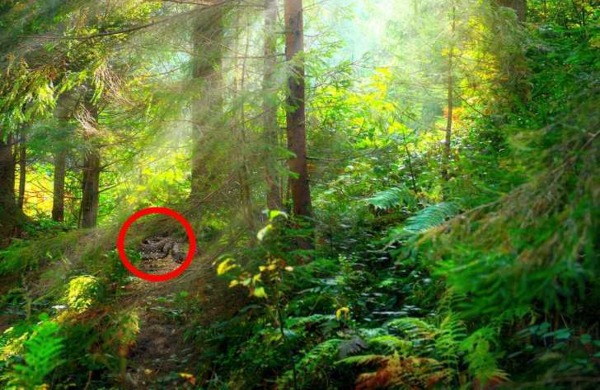 optical illusion offbeat trend