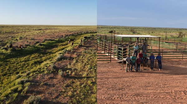 Do you know that World s Biggest cattle Farm bigger than 49 countries Run by Just 11 People