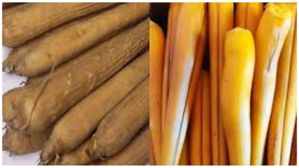 Palmyra Sprout Panangilangu Palmyra Sprout Panangilangu