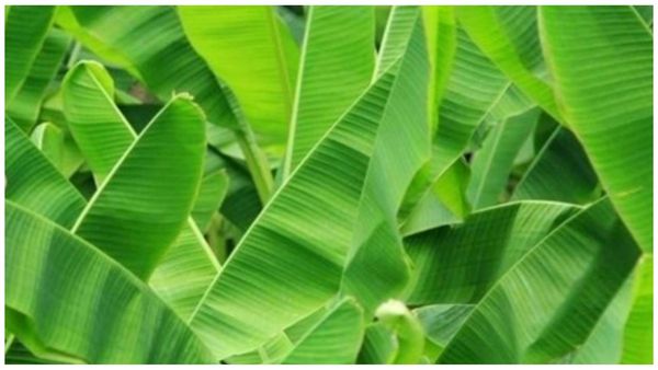 Banana leaf Vaazhai Kuliyal banana leaves Banana leaf Vaazhai Kuliyal banana leaves