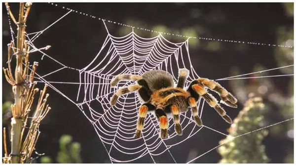 Spirituality Spider Web Spider Mite