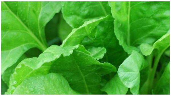 healthypasalai keeraispinachweight loss healthypasalai keeraispinachweight loss