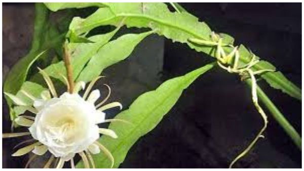 Theni Kamala Flower Theni Kamala Flower