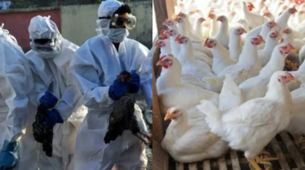 Why the two ear old dies of bird flu Things one should never do while eating chicken
