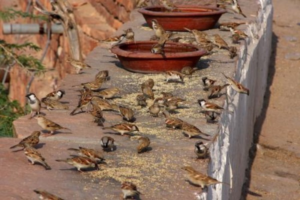 Sparrow India