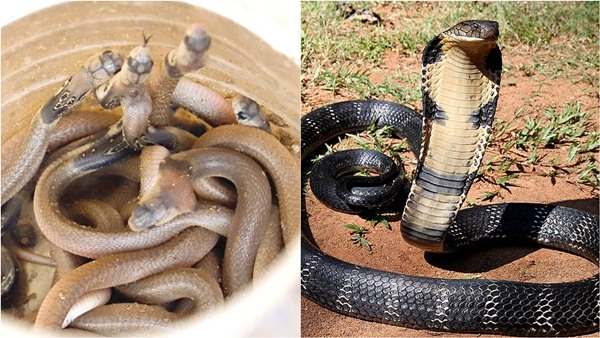 Twenty-four baby cobras were rescued from beneath a bero at Reagan s house in Nagercoil Kanyakumari