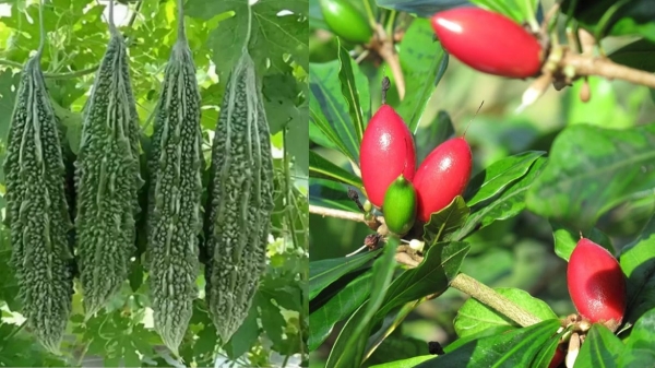 health miracle plant