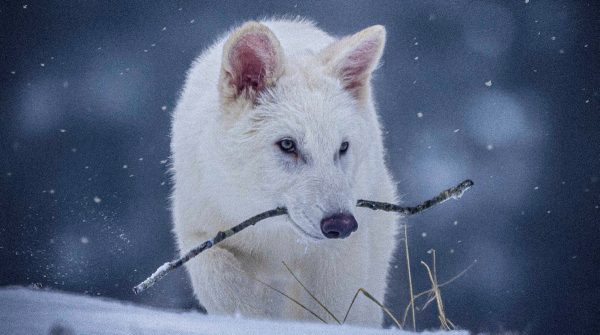 How the Scientists give rebirth to Ice Age dire wolf that went Extinct 12500 years ago