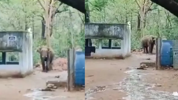 Coimbatore Elephant Coimbatore Elephant