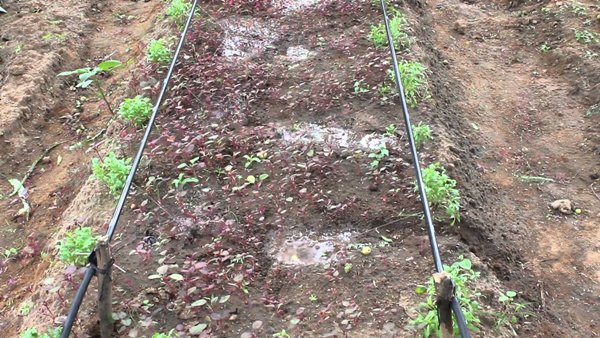 Government subsidy for drip irrigation for farmers in Kanyakumari district