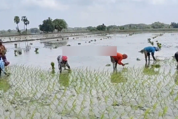 Mayiladuthurai paddy tamilnadu Mayiladuthurai paddy tamilnadu